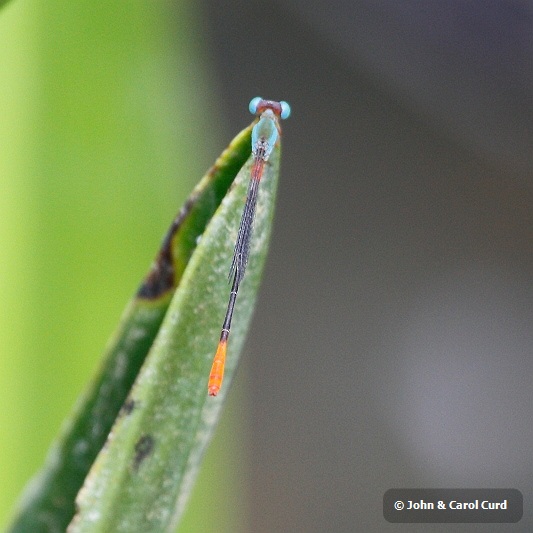 J01_1204 Ceriagrion cerinorubellum.JPG